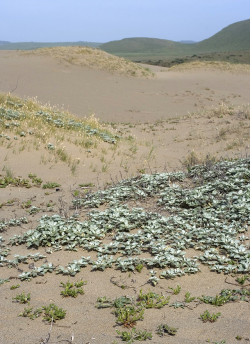 The Layia carnosa are the small green plants in the lower foreground (with more above to the left). With Ambrosia chamissonis and Poa douglasii at Abbott’s Lagoon © 2007 Aaron Schusteff.  